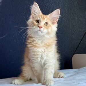 CHEDDAR [Male]