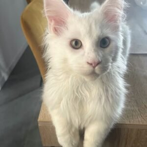 ARGOS [ Female ]