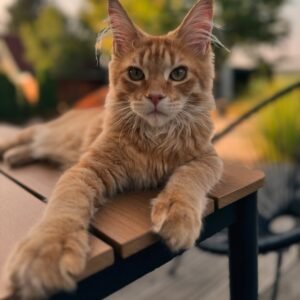 MONTE [ Male ]