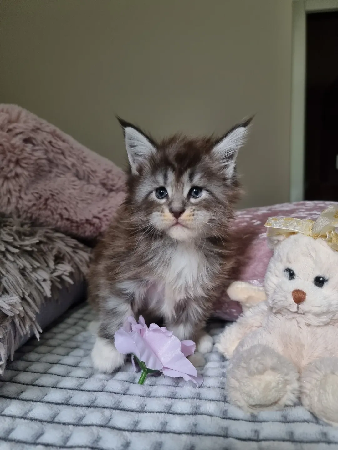 Odissea 🩷Riservata #mainecoon #maincoon #mainecoonkitten #mainecooncat #mainecoonitalia-2