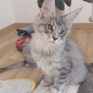 NINA [ Female ]