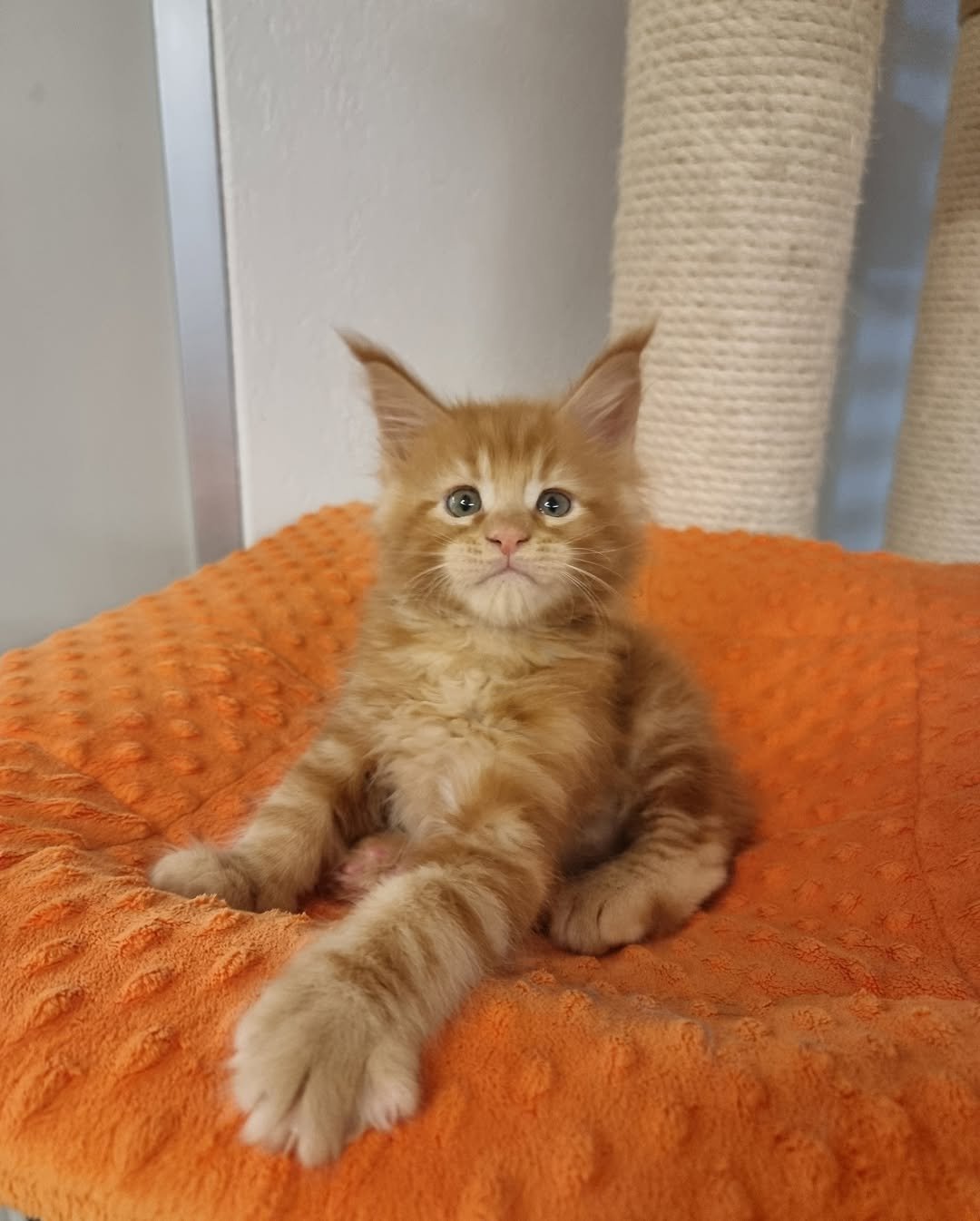 Un amore di bimbetto 🩵🐾🩵-2