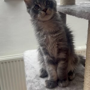 ENZO [ Male ]