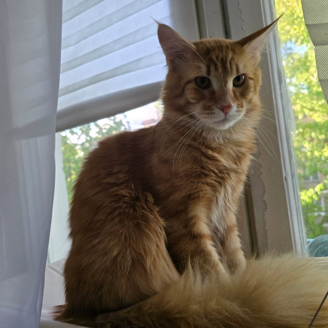 •#mainecoon #kitten #percy #cutecats #kitty #lovemaine #meow #kittenmainecoon #cute #cat #friend-3